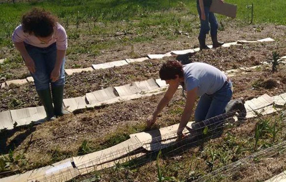 Così si può creare un orto abitando in città 