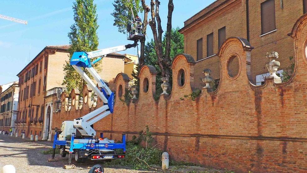 Piante d’alto fusto da potare Proteste contro l’intervento