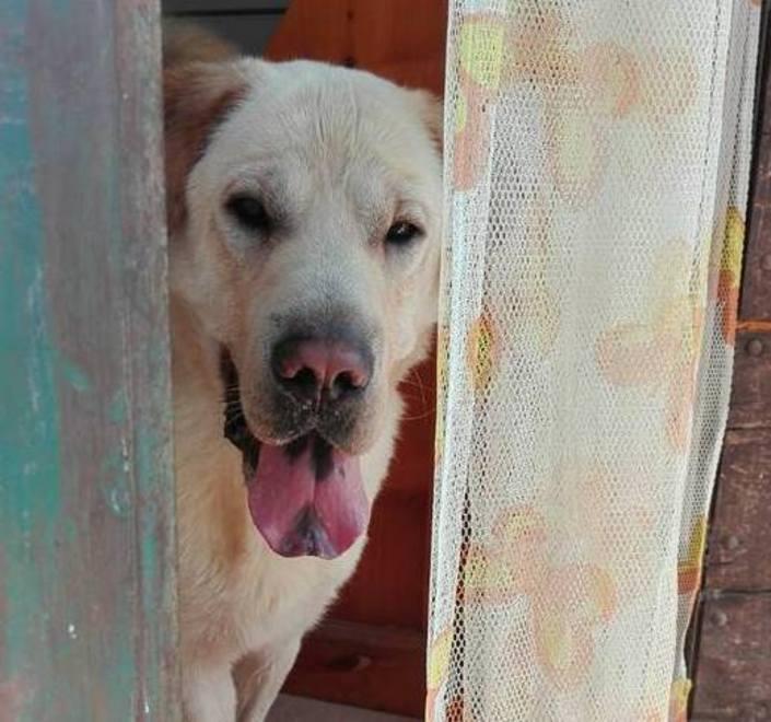 Fiori e danze per gli animali 