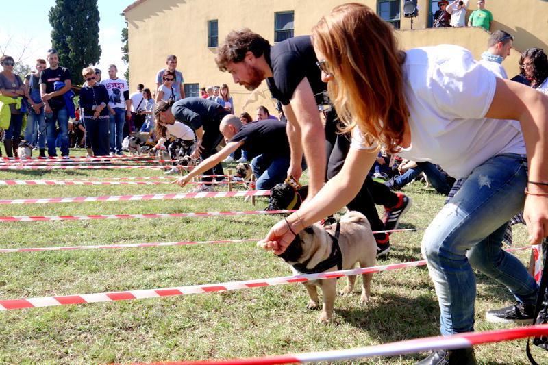 Ugopiadi da record, alle olimpiadi a quattro zampe la carica dei 220 carlini 