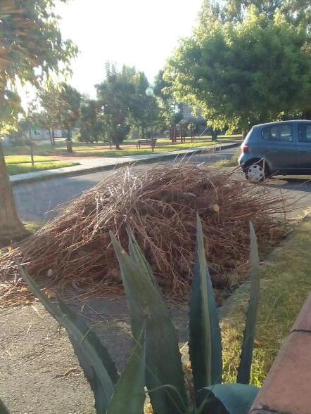 Potature abbandonate da mesi nel quartiere Africa 