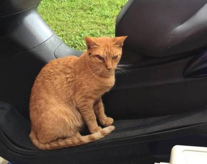 Presi di mira i gatti che vivono vicino alla Basilica