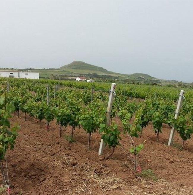 Usini, passeggiata a cavallo tra i vigneti del cagnulari