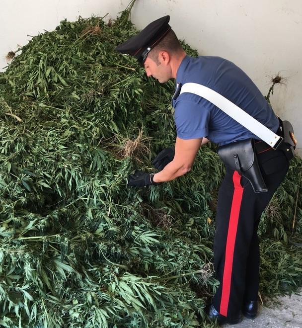 Bultei, i carabinieri sequestrano 1700 piante di marijuana 