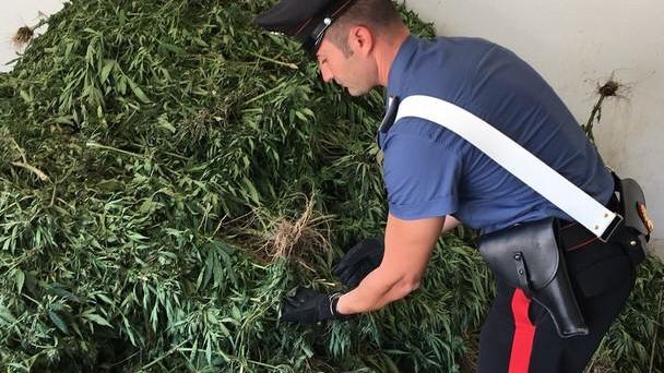 Bultei, i carabinieri sequestrano 1700 piante di marijuana 
