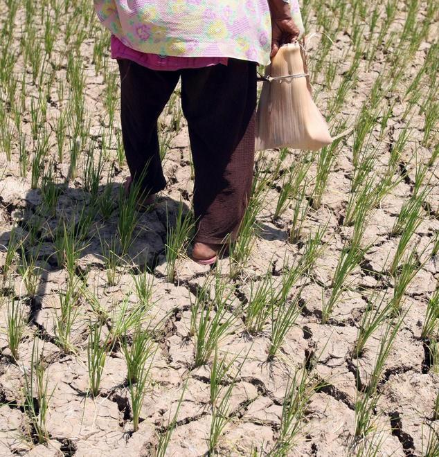 Appello di Coldiretti: stato di emergenza per i danni della siccità 