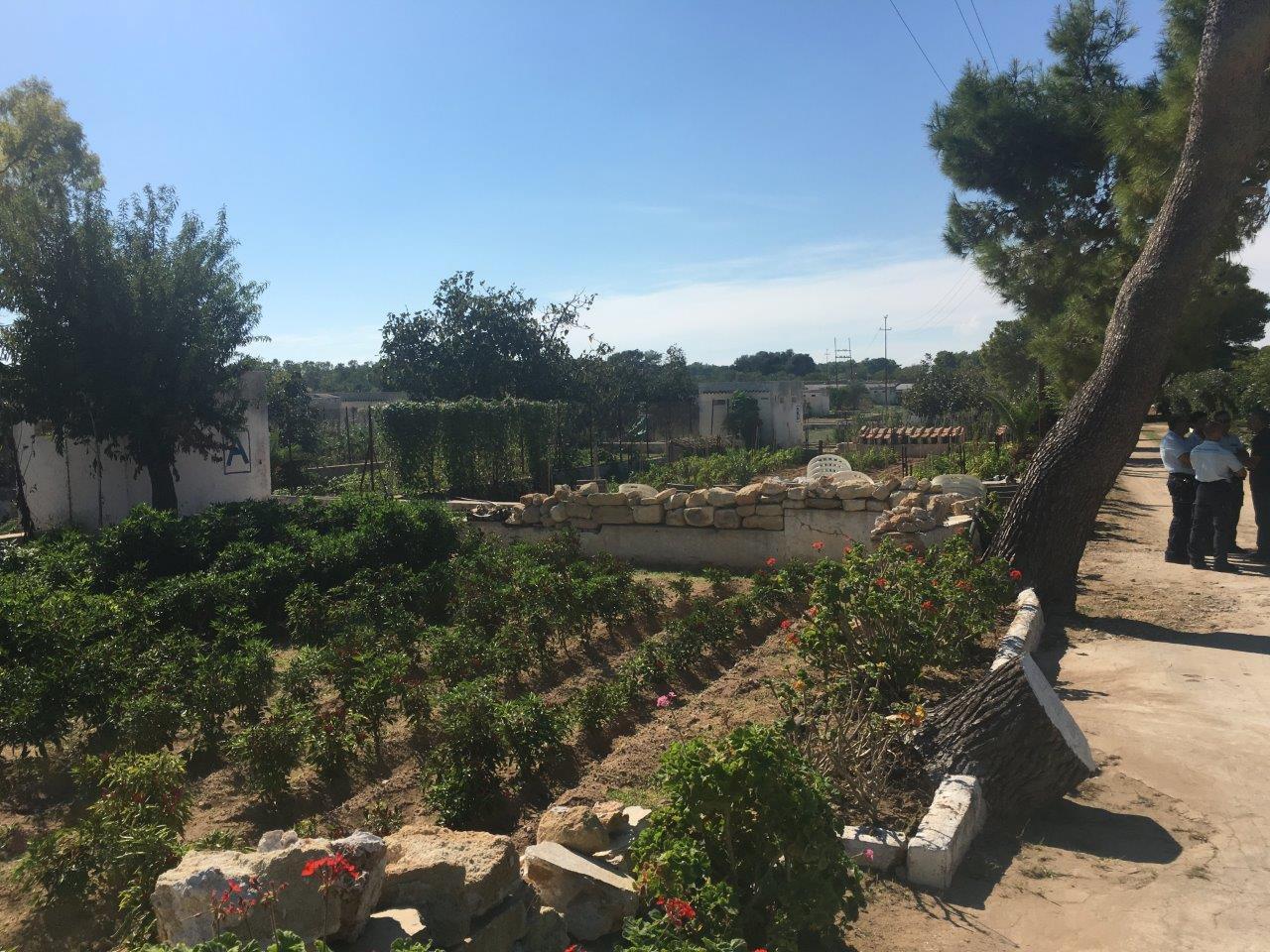 Gli orti coltivati a Pianosa