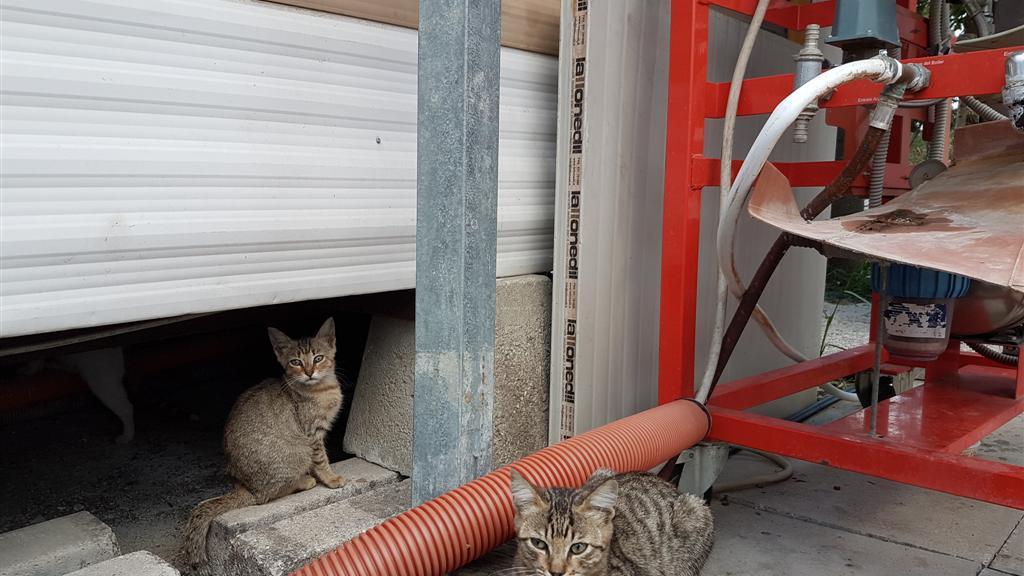 Emergenza gatti abbandonati, appello per stalli e adozioni