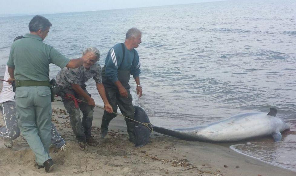 Delfino spiaggiato nel litorale di Marritza 
