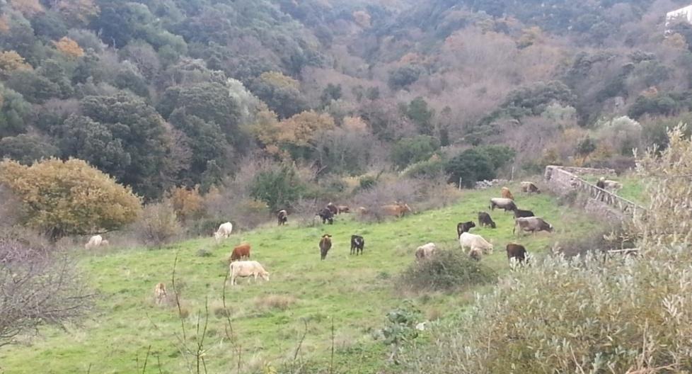 Via il bestiame abusivo dal parco di Mariani 
