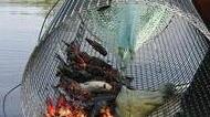 «Le acque del golfo sono impoverite» L’allarme dei pescatori
