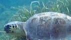Sulla sabbia di Piscinas e di Scivu nidifica la tartaruga marina