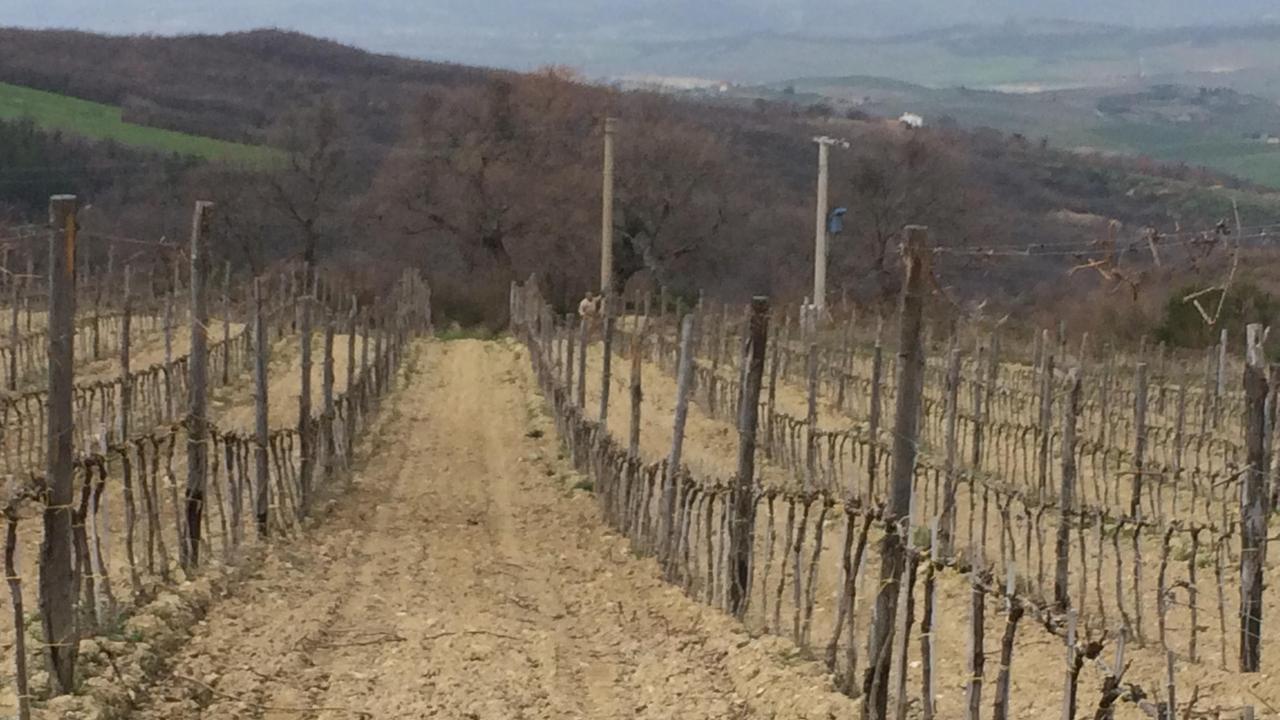 Un vigneto vicino all'area dove dovrebbe sorgere la centrale geotermica