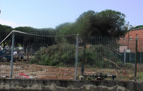Pini abbattuti vicino allo Stadio 