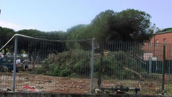 Pini abbattuti vicino allo Stadio