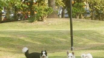 Cane e vita sociale, incontri gratis