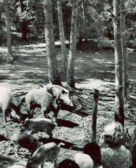 Dall’industria delle pine al cinghiale “Andalù” 