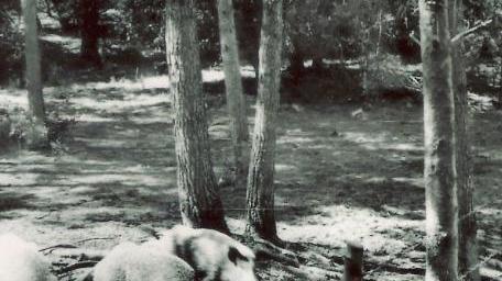 Dall’industria delle pine al cinghiale “Andalù”
