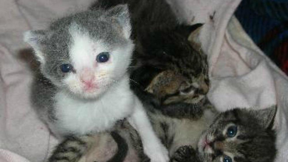 Uccide tre gattini con il badile, denunciato un 70enne