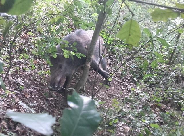 Il cinghiale rimasto preso da un laccio in acciaio