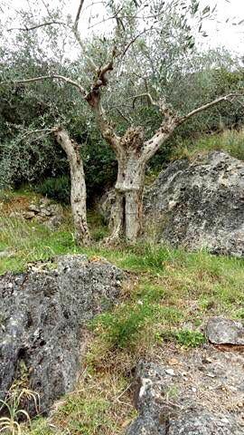 l'olivo a forma di uomo