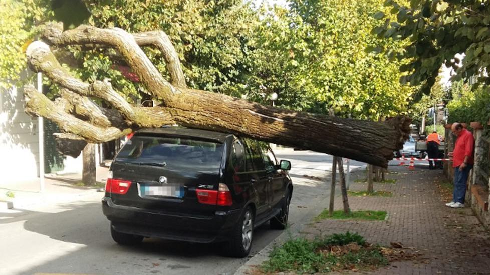 Albero si abbatte su un’auto in sosta