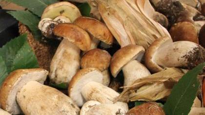 Funghi, fioccano le prime contravvenzioni
