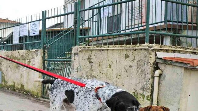 Spunta un bando da oltre due milioni per gestire il canile