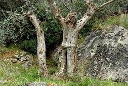 L’ulivo somiglia a un uomo