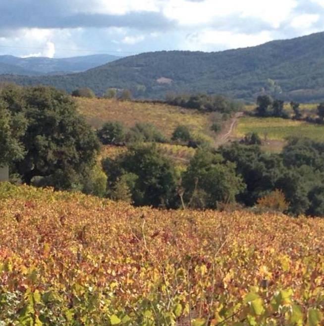 Atzara, vendemmia al via attesa un’annata positiva 