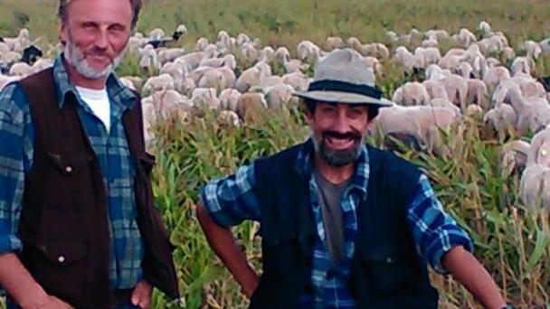 Il ritorno del gregge “tosaerba” nel Ferrarese