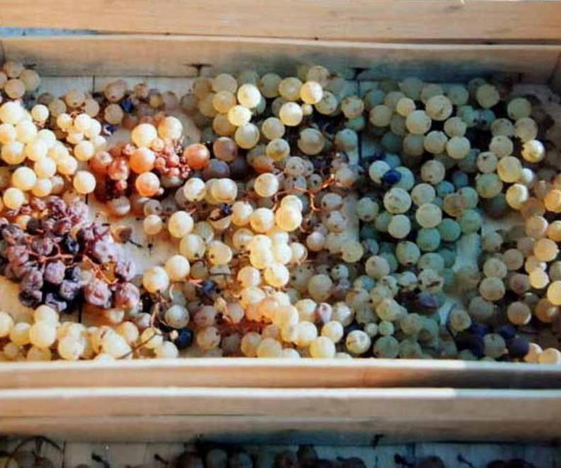 Alla scoperta del vino “naturale”