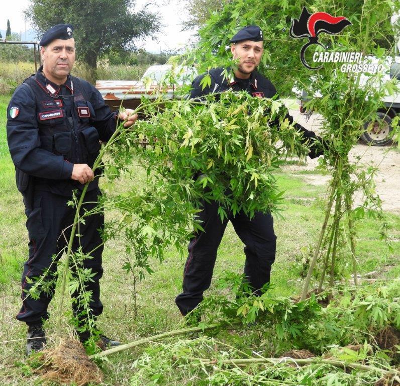 Alcune delle piante di marijuana scoperte dai carabinieri