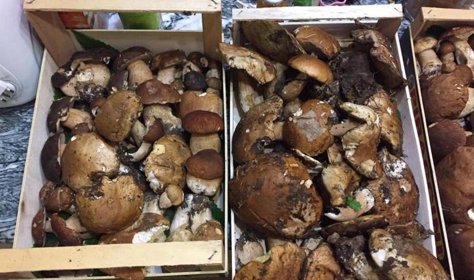 Funghi porcini raccolti in Alta Versilia
