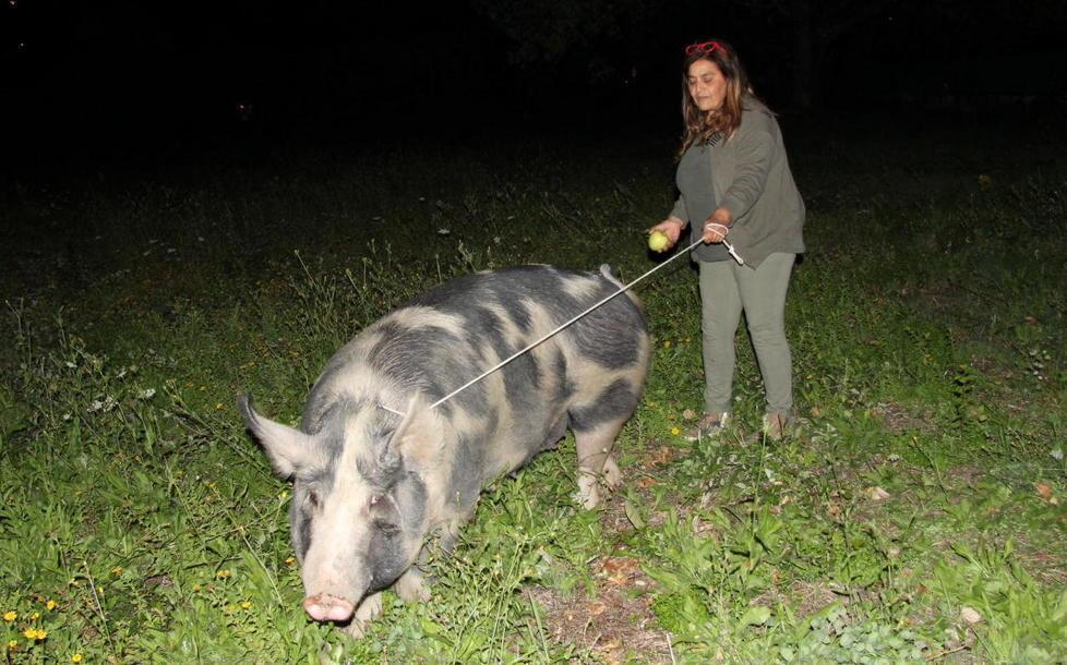 Una scrofa in mezzo ai condomini 