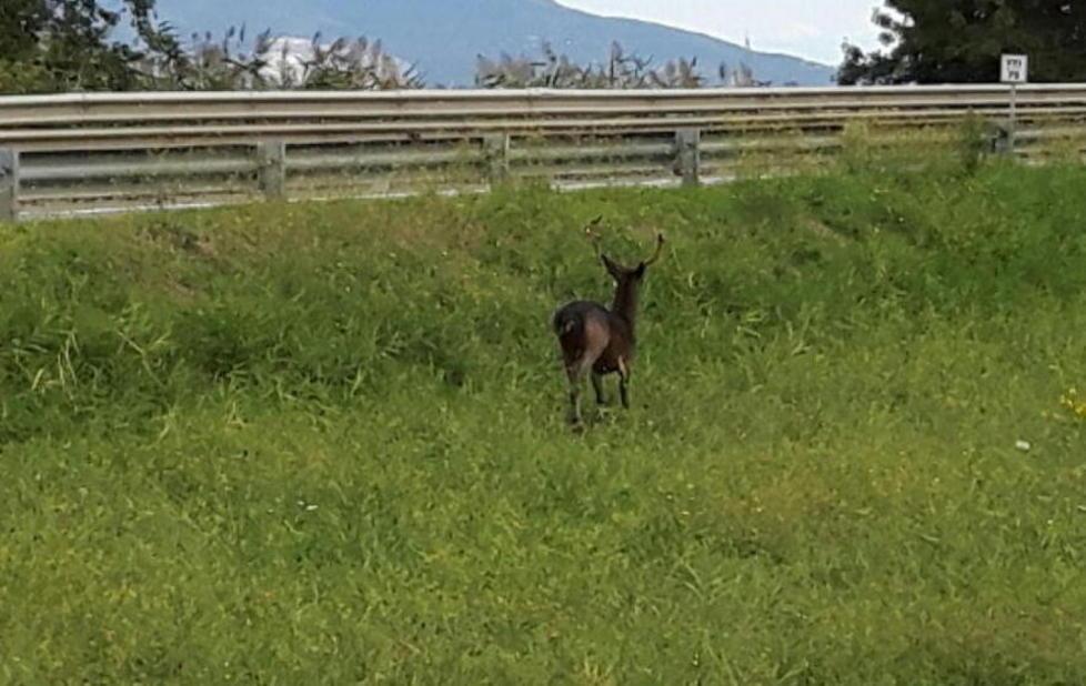 Grosso daino in superstrada abbattuto per sicurezza