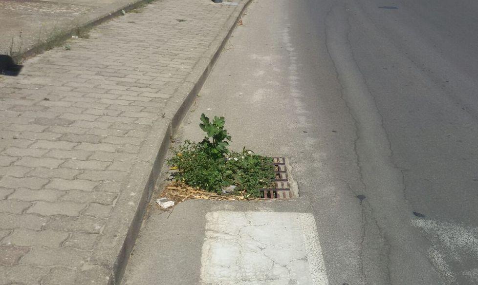 Un fico cresce dentro la caditoia