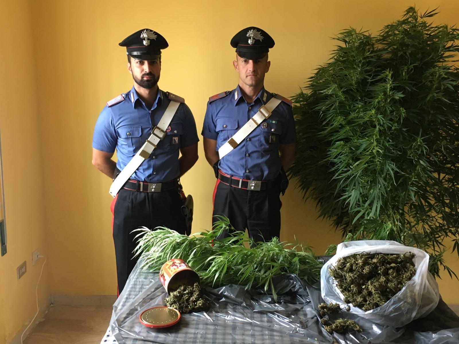 Gonnosfanadiga, droga e una pianta di cannabis in casa: in cella allevatore