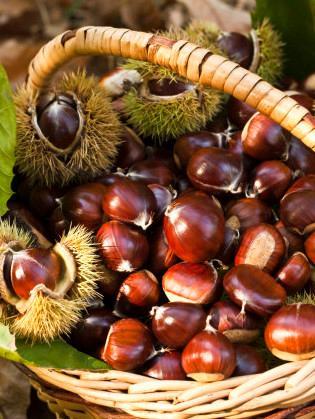 Sconfitto il nemico della castagna 