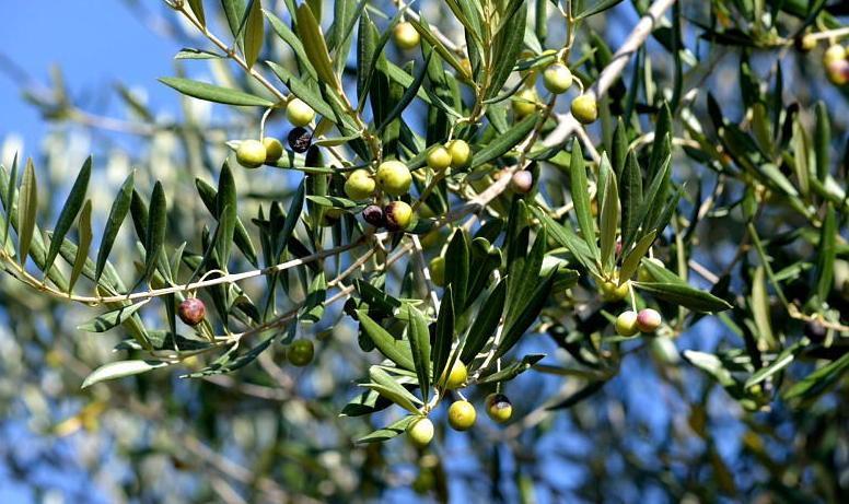 Provenzali: «I nostri olivi sono in salute»
