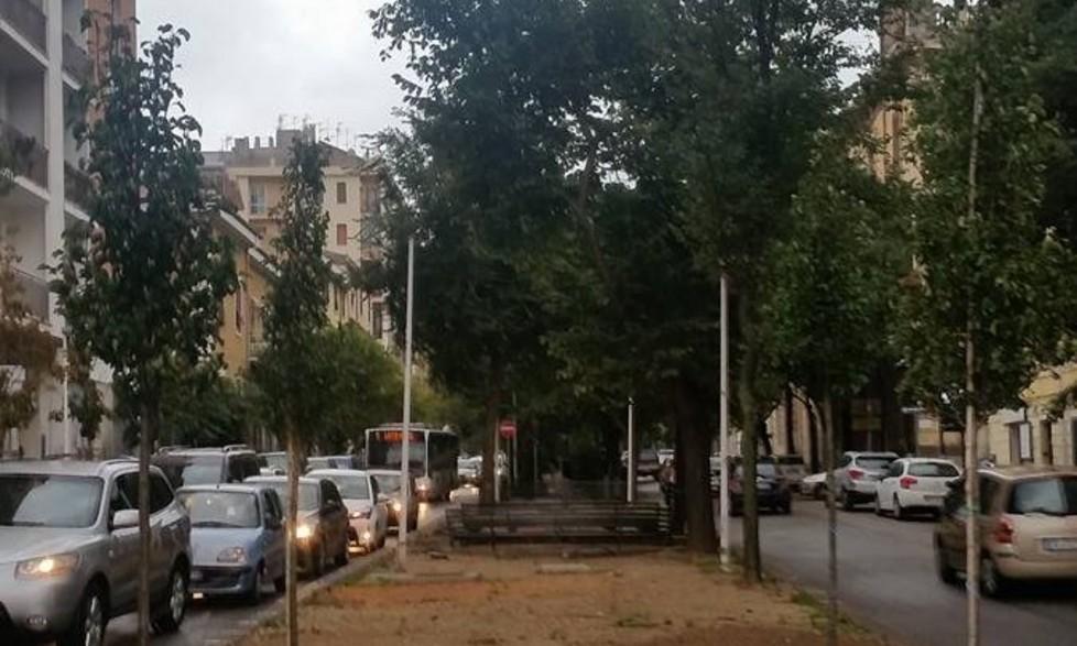 Quattro nuovi alberi in viale Dante