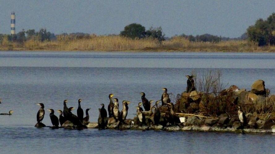 Ritardi nell’abbattimento dei cormorani
