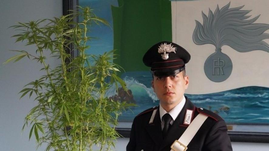 Marijuana, arrestato un artigiano