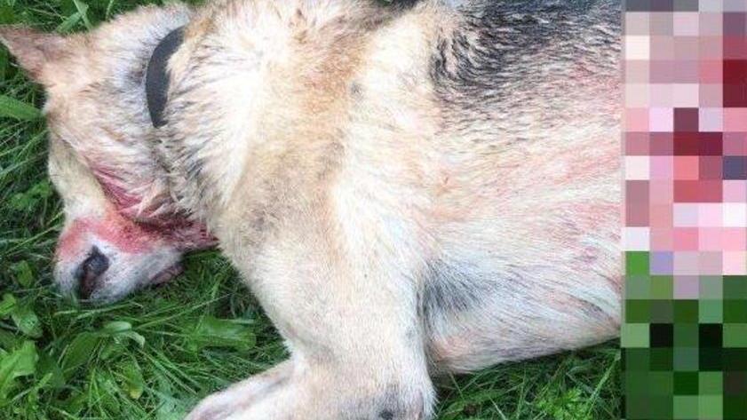 Sbranato nella notte un grosso cane sulla Bolognese