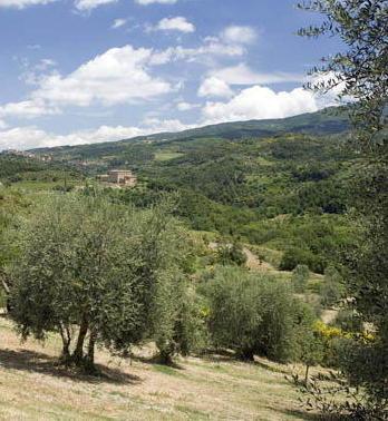 Olio Seggiano verso il consorzio 