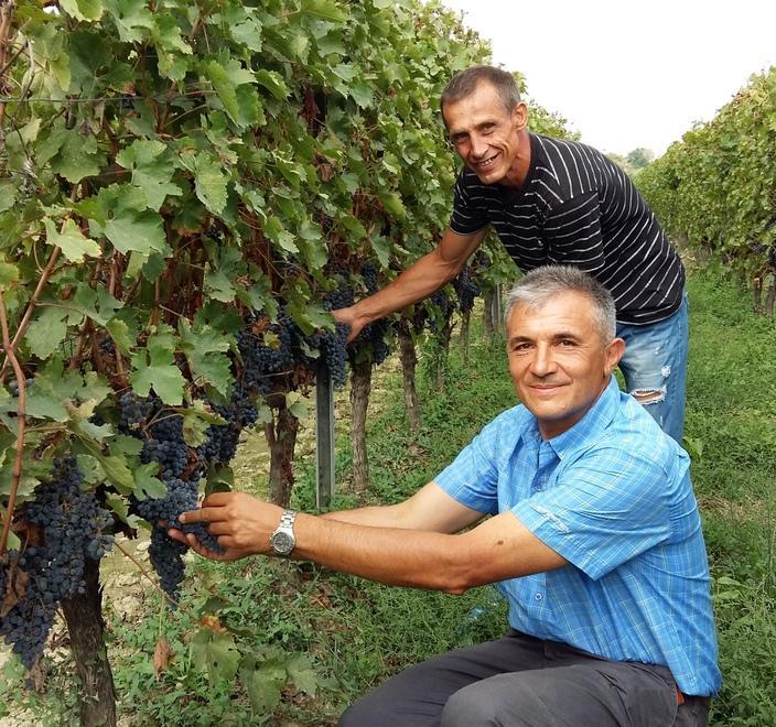 Pronti 10mila quintali di uva «Cabernet e Fiano vitigni top»