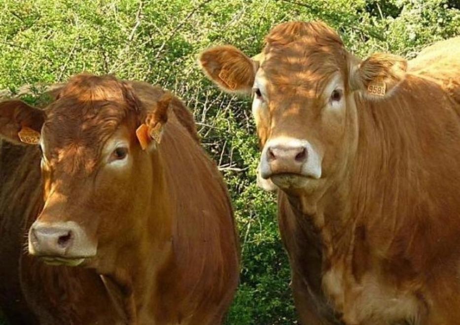 Bando della Regione sui bovini di razza: la Coldiretti frena 
