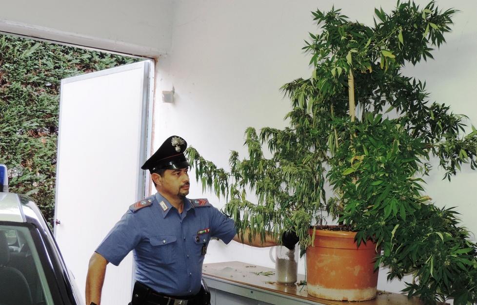 Aveva due piante di marijuana tra i pomodori: 35enne nei guai