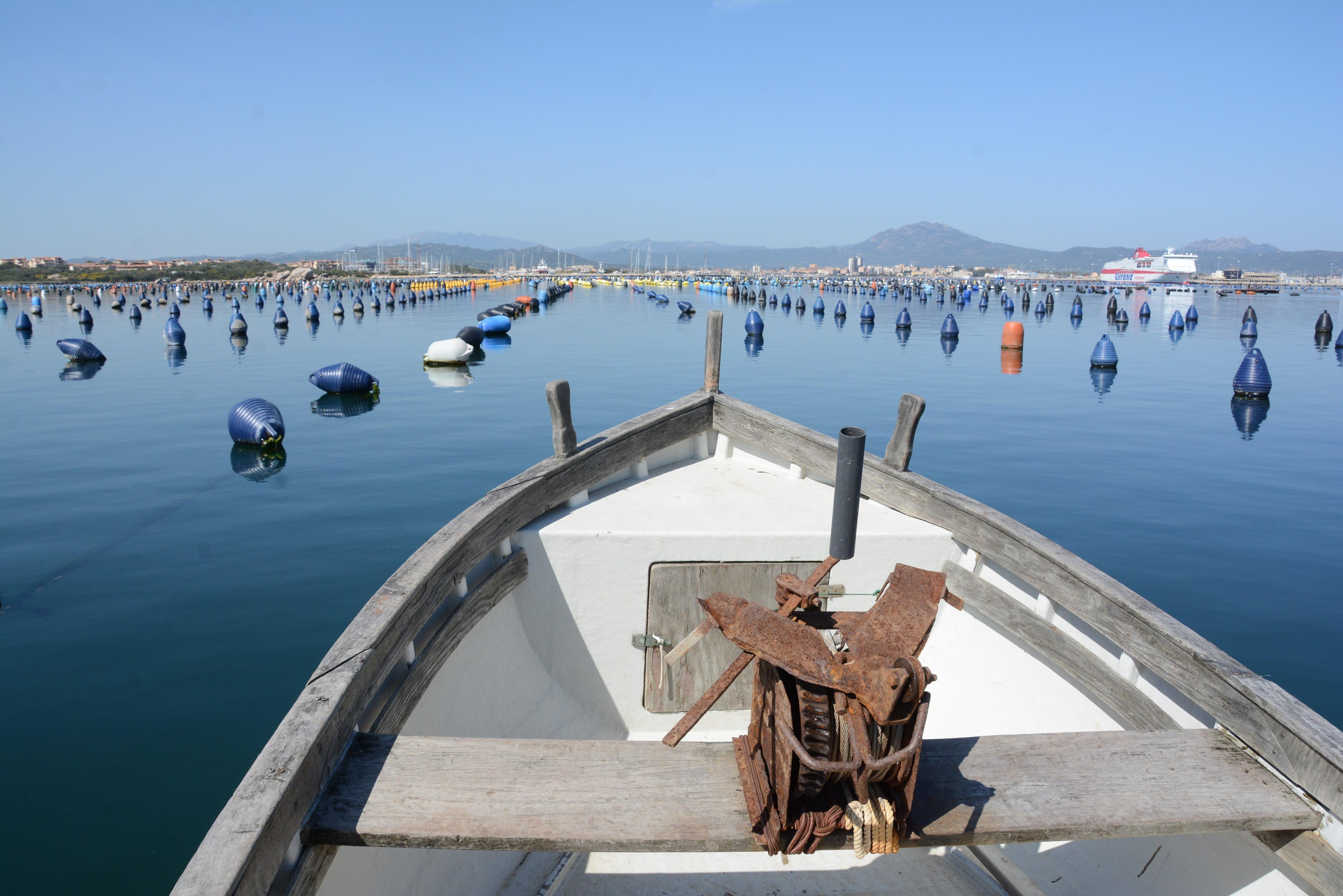 Allevamenti di cozze a Olbia