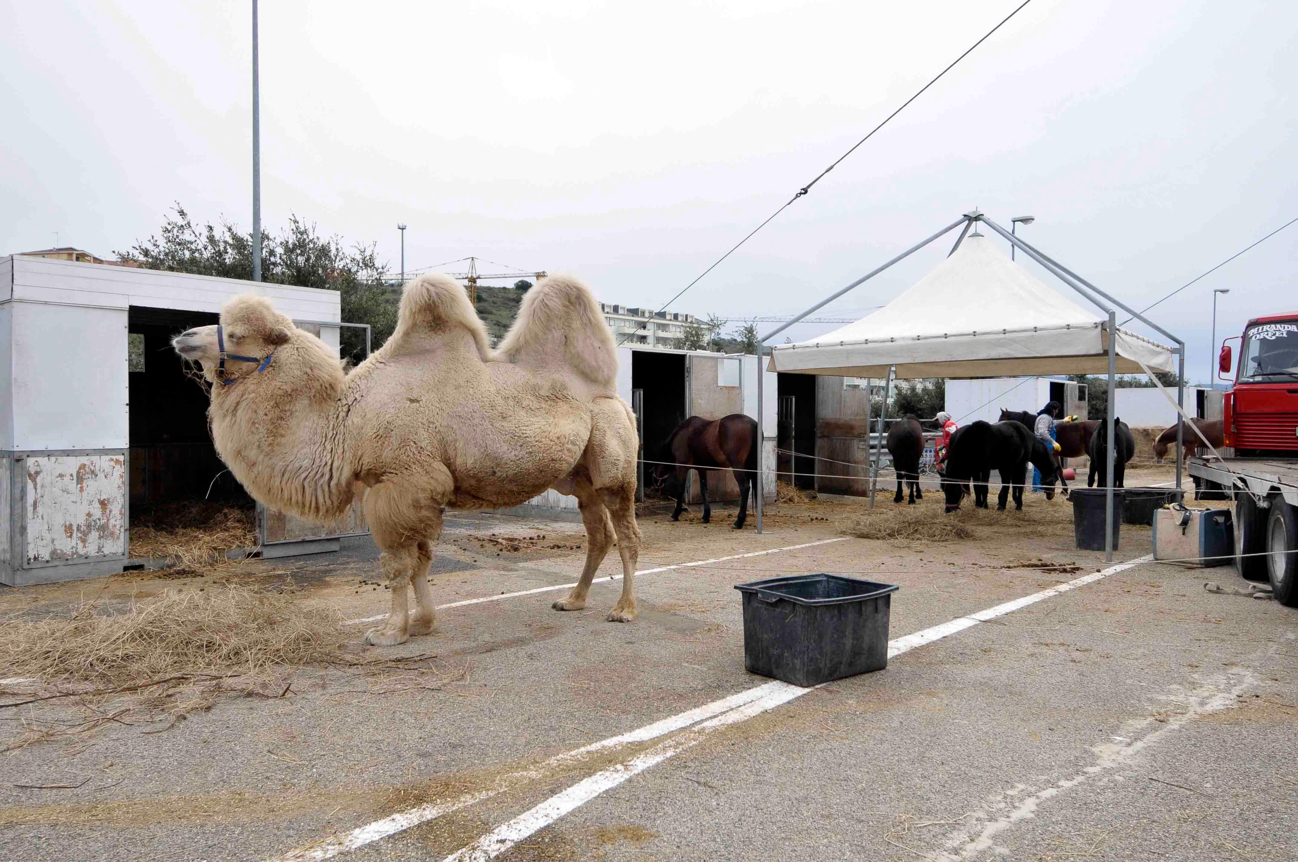 Una immagine di repertorio di animali in un circo